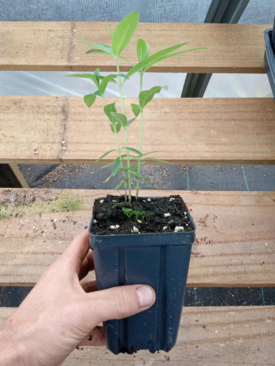 Common Milkweed Plant - Asclepias syriaca - 3.5" Pot