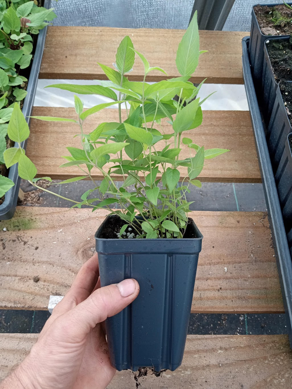 Bradbury's Bee Balm Plant - Monarda bradburiana - 3.5" Pot