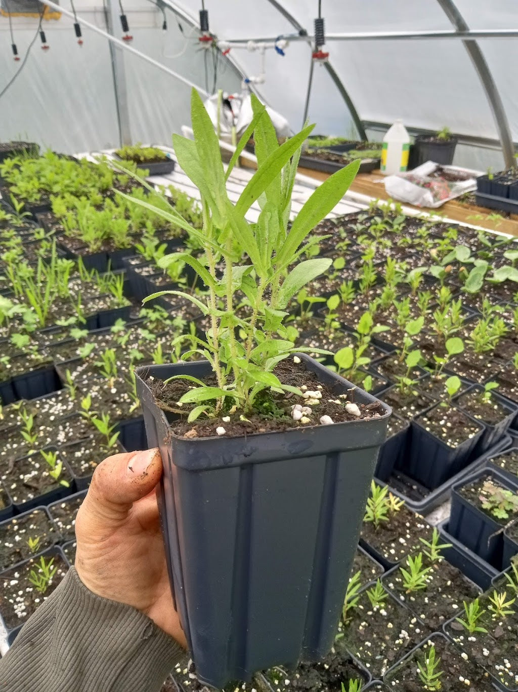 New England Aster Plant - Symphyotrichum novae-angliae - 3.5" Pot