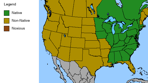 Large-flowered Gaura Plant - Gaura longiflora - 2" Plug