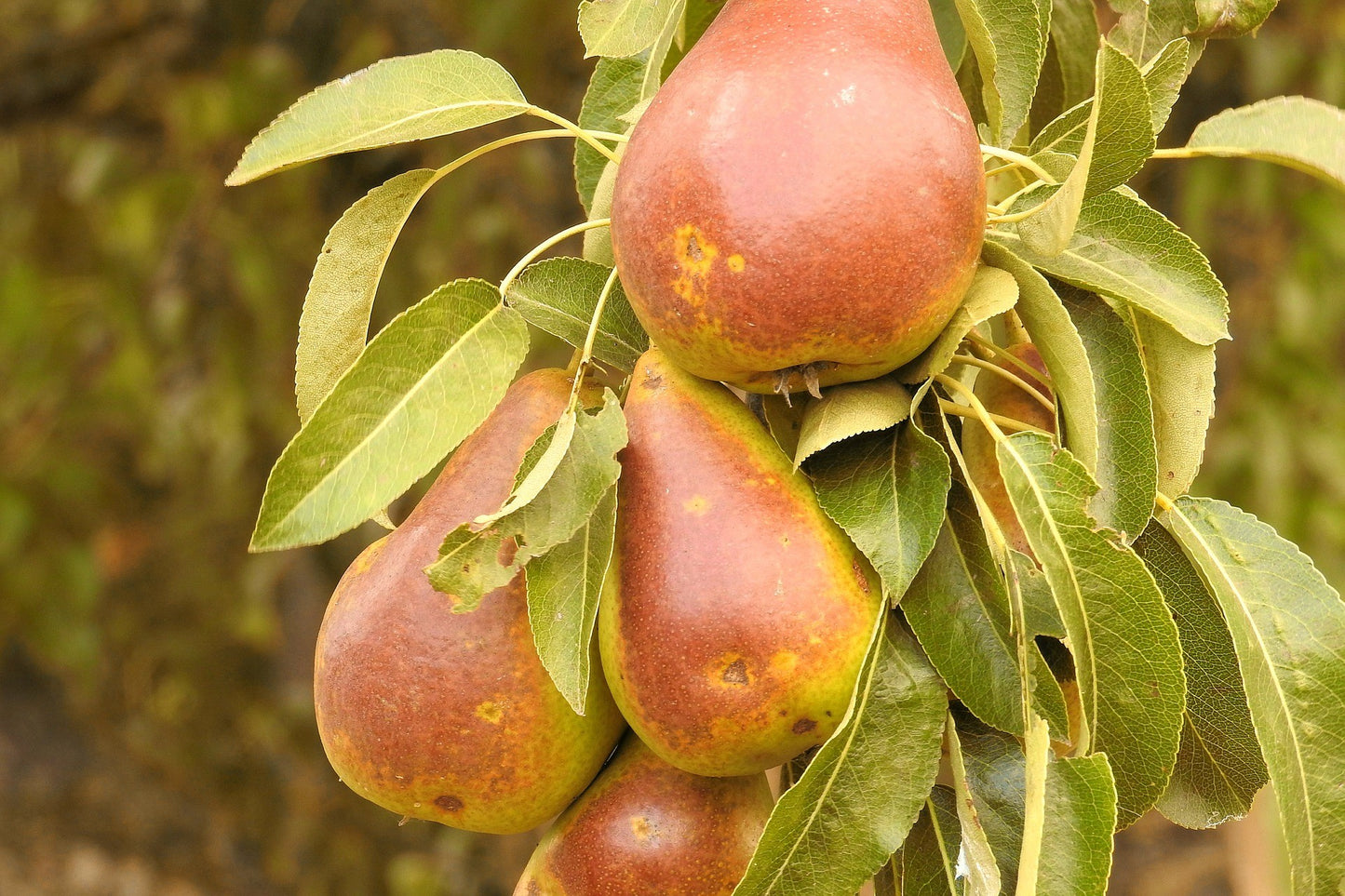 Gold Spice Pear (Pyrus) – HUGE - Disease Resistant Semi-Dwarf