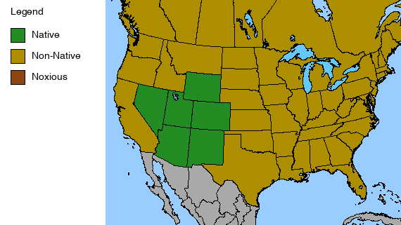 Rocky Mountain Penstemon - Penstemon strictus - 2" Plug