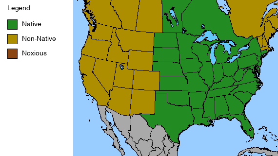 Downy Phlox Plant - Phlox pilosa - 2" Plug