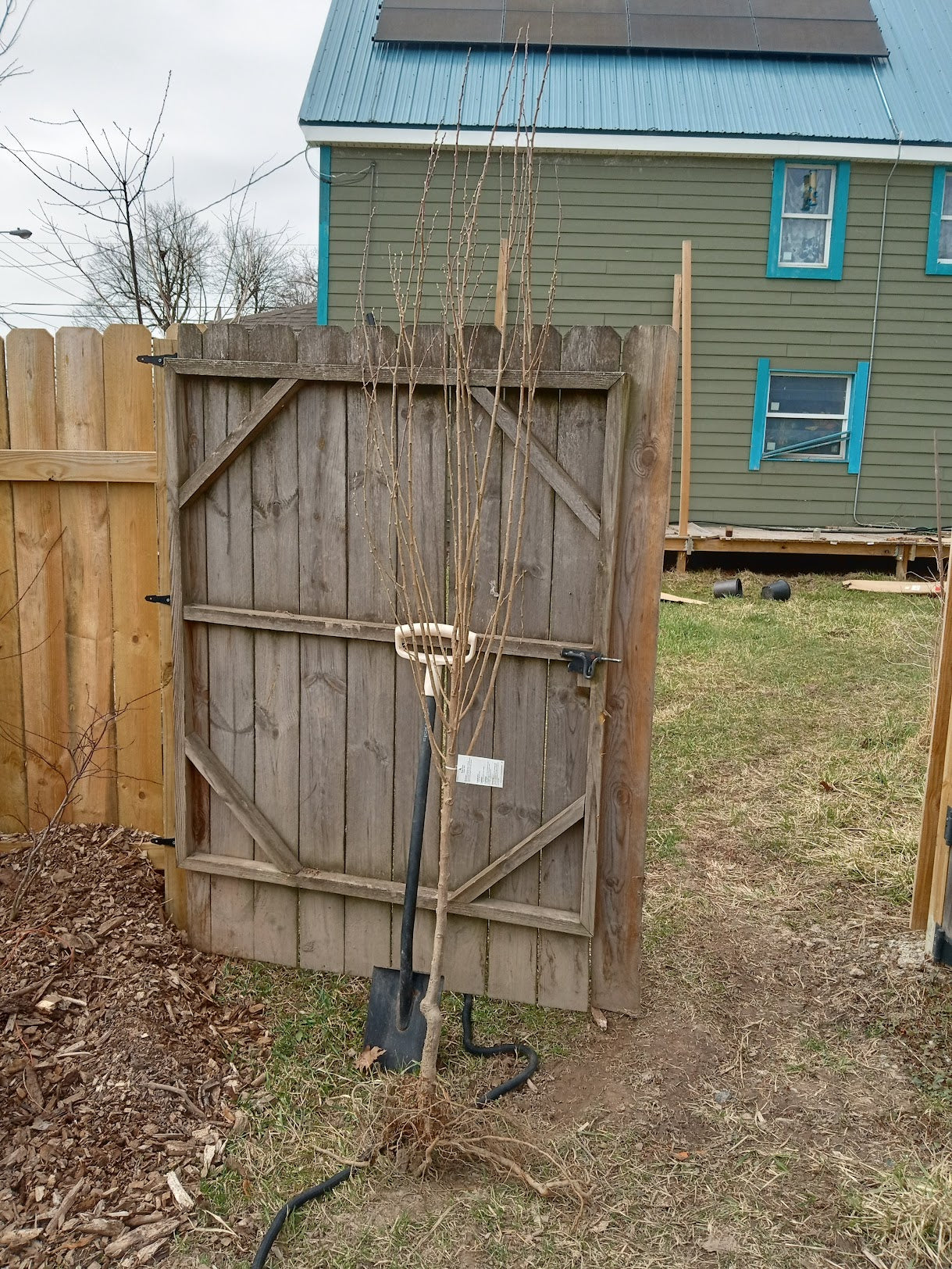 Toka Plum (Prunus salicina) – Super Size 6ft Tall - Semi-Dwarf