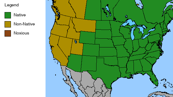 Solomon's Seal Plant - Polygonatum biflorum - 2" Plug