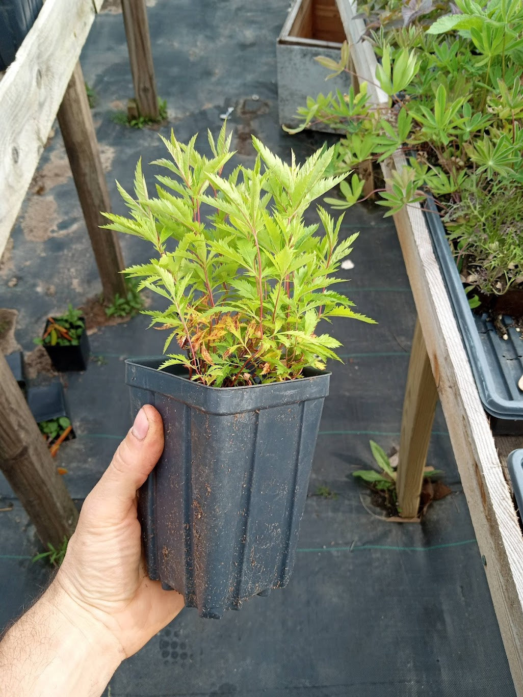 Bowmans Root Plant - Porteranthus stipulatus - 3.5" Pot