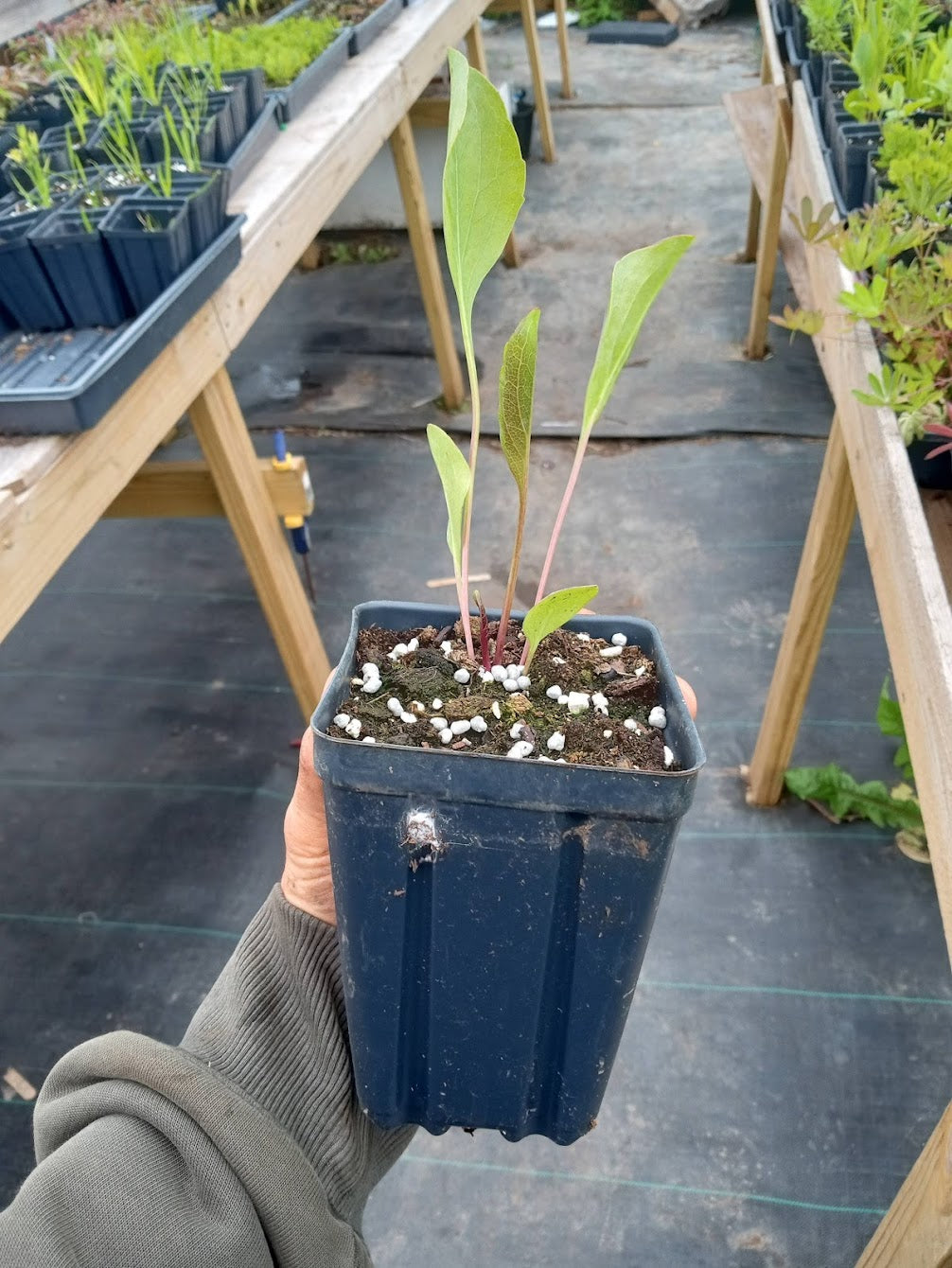 Great Giant Coneflower Plant - Rudbeckia maxima - 3.5" Pot