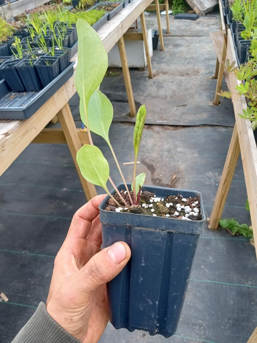 Great Giant Coneflower Plant - Rudbeckia maxima - 3.5" Pot