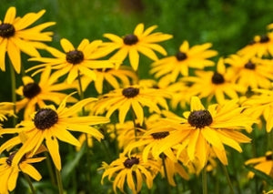 Black Eyed Susan Plant - Rudbeckia Hirta - 3.5" Pot