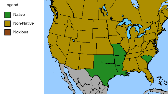 Great Giant Coneflower Plant - Rudbeckia maxima - 2" Plug