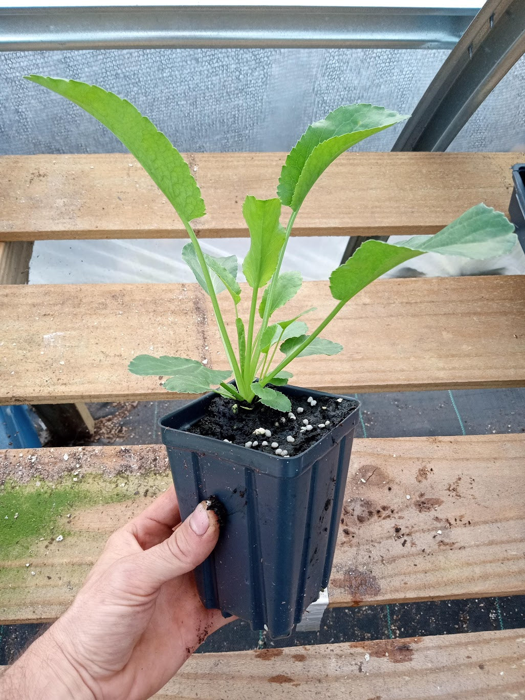 Sea Holly Plant - 3.5" Pot - Erynginum