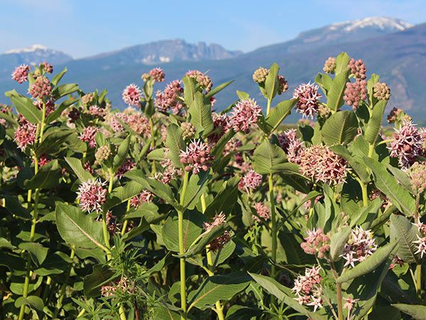 Showy Milkweed Plant - Asclepias speciosa - 3.5" Pot