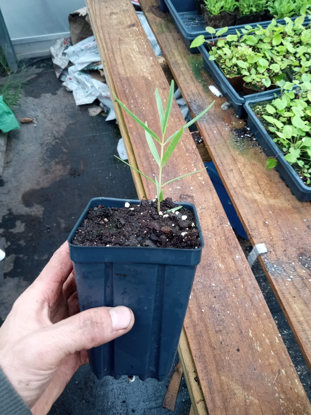 Showy Milkweed Plant - Asclepias speciosa - 3.5" Pot