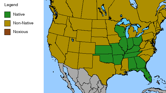 Royal Catchfly Plant - Silene regia - 2" Plug