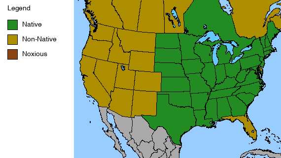 Showy Goldenrod Plant - Solidago speciosa - 2" Plug