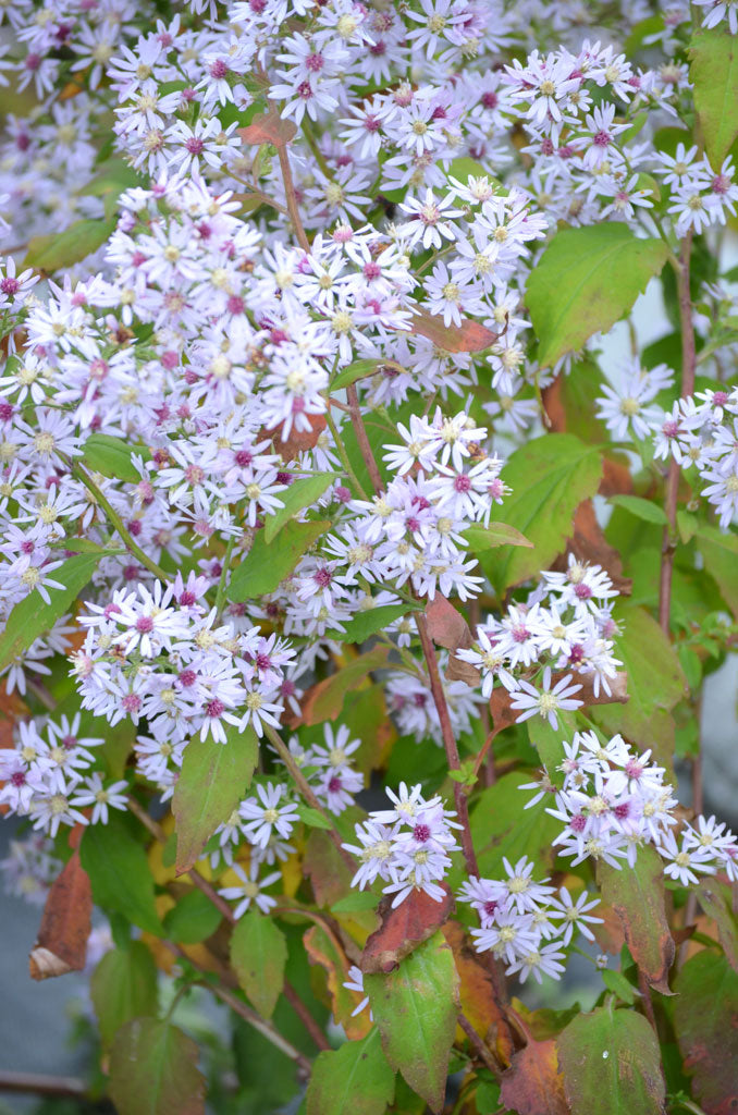 Heart-leaved Aster Plant - Symphyotrichum cordifolium - 3.5" Pot