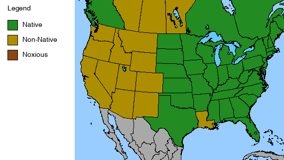 Heart-leaved Aster Plant - Symphyotrichum cordifolium - 2" Plug