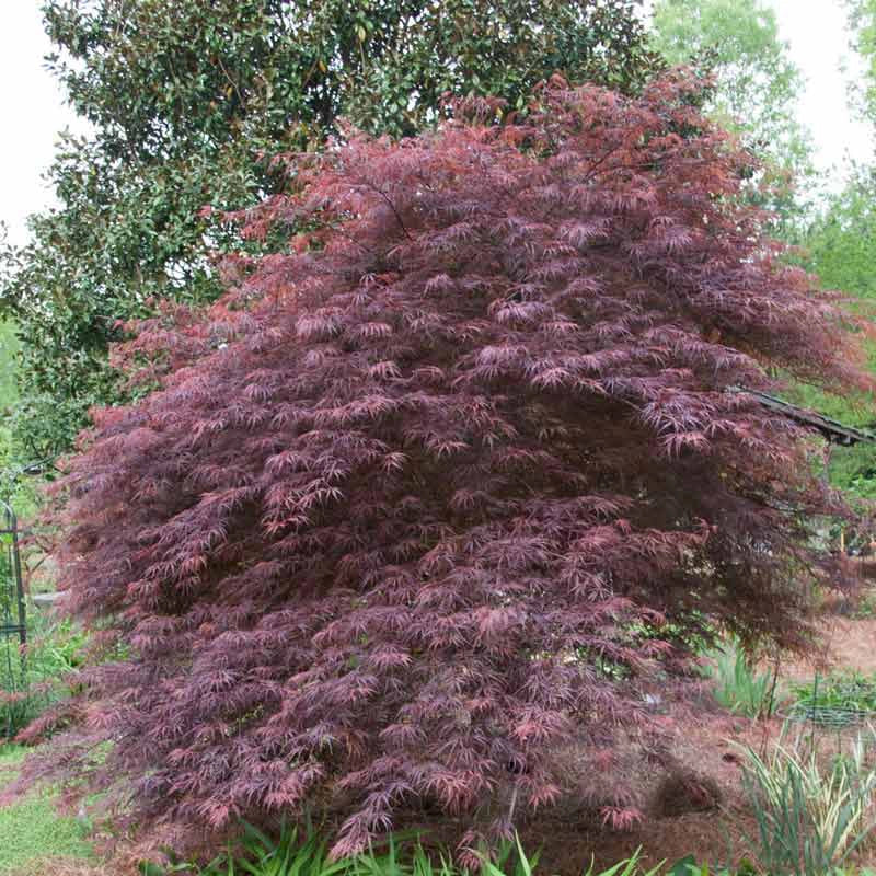 Japanese Maple Tamukeyama (Acer p. dissectum) - Bareroot Whip