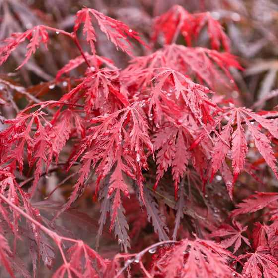 Japanese Maple Tamukeyama (Acer p. dissectum) - Bareroot Whip