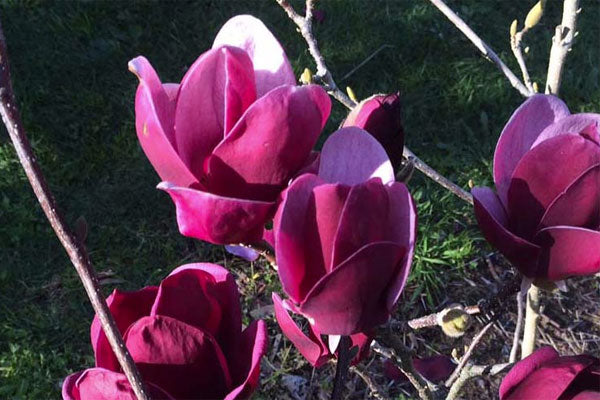 Magnolia Tinkerbelle (Magnolia x Tinkerbelle) 4ft tall