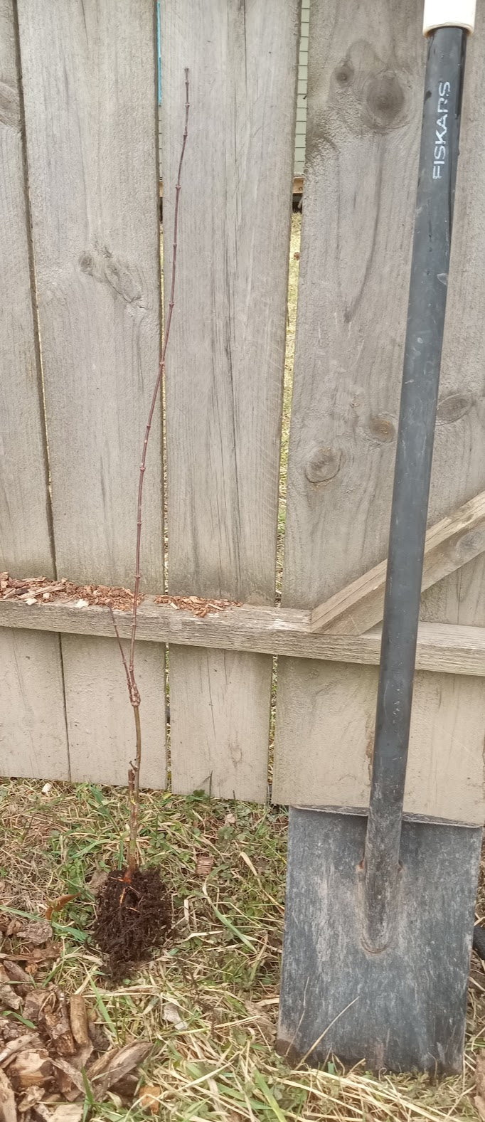 Japanese Maple Tamukeyama (Acer p. dissectum) - Bareroot Whip