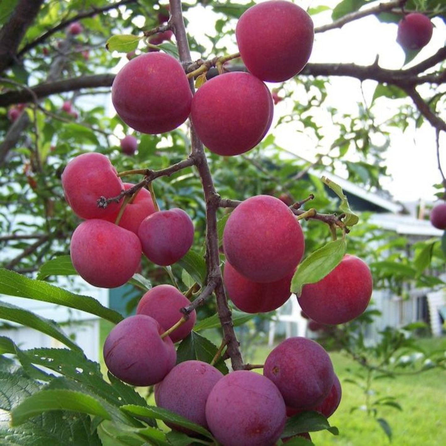 Toka Plum – Semi-Dwarf