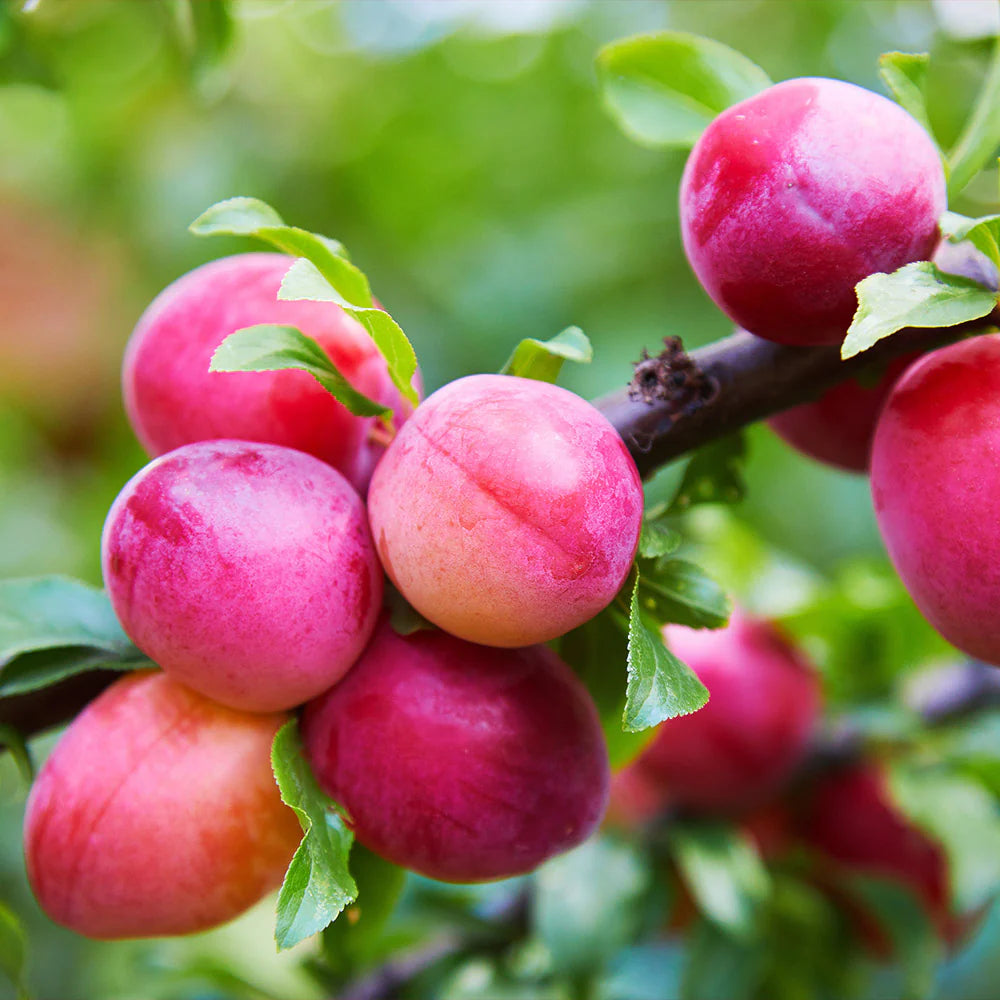 Toka Plum (Prunus salicina) – Super Size 6ft Tall - Semi-Dwarf