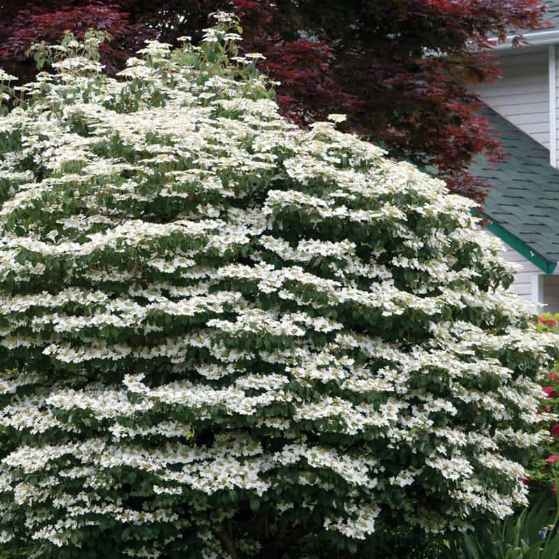 Viburnum Maries Doublefile (Viburnum plicatum)