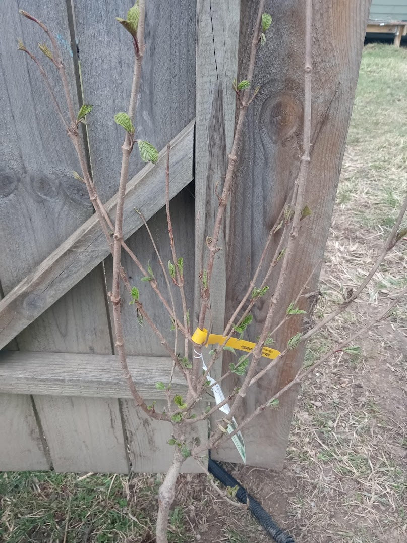 Viburnum Maries Doublefile (Viburnum plicatum)
