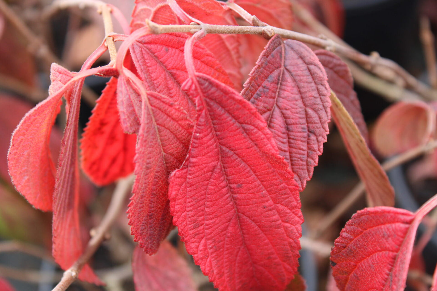 Viburnum Maries Doublefile (Viburnum plicatum)