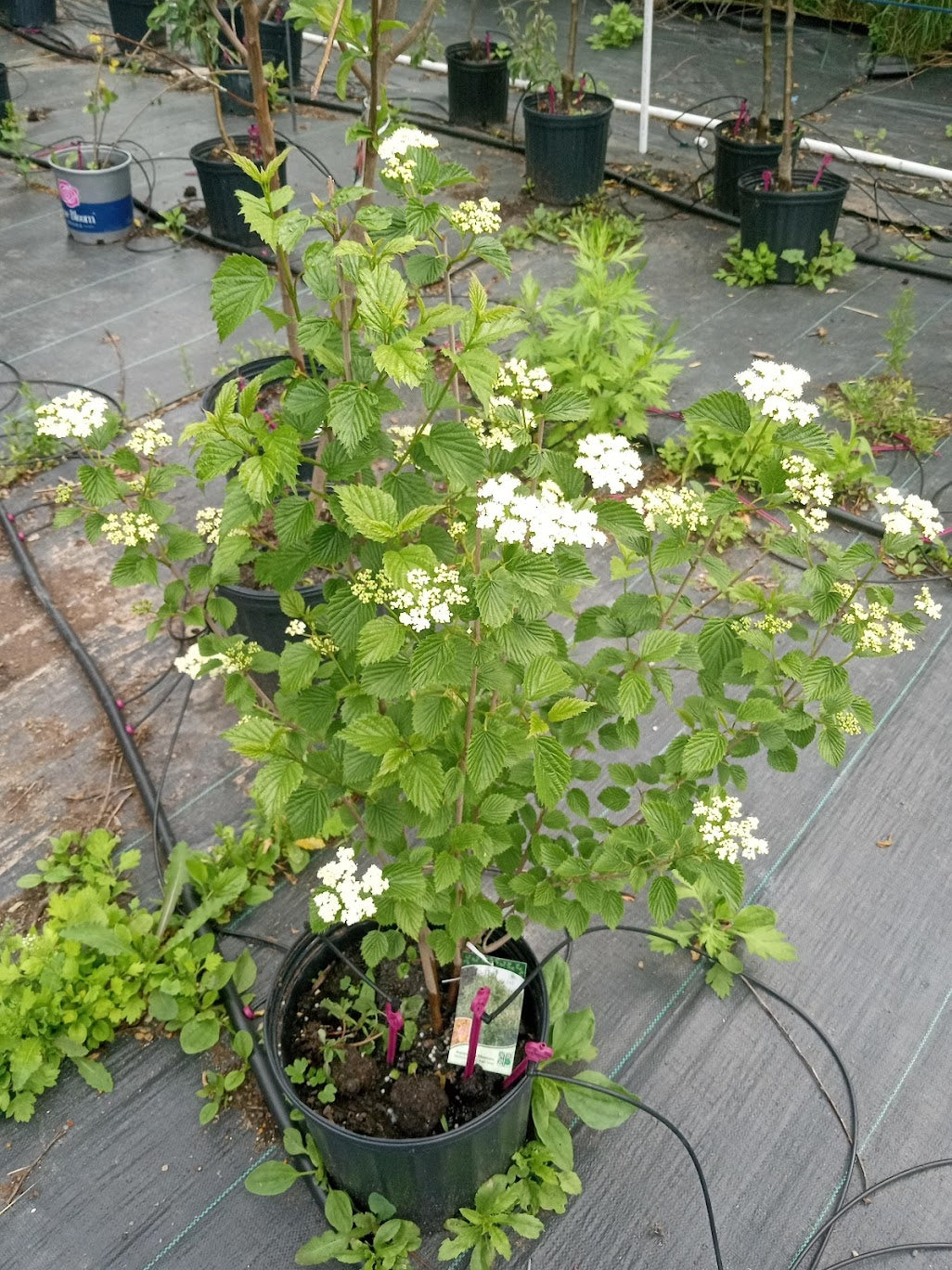 Autumn Jazz Viburnum (Viburnum dentatum)