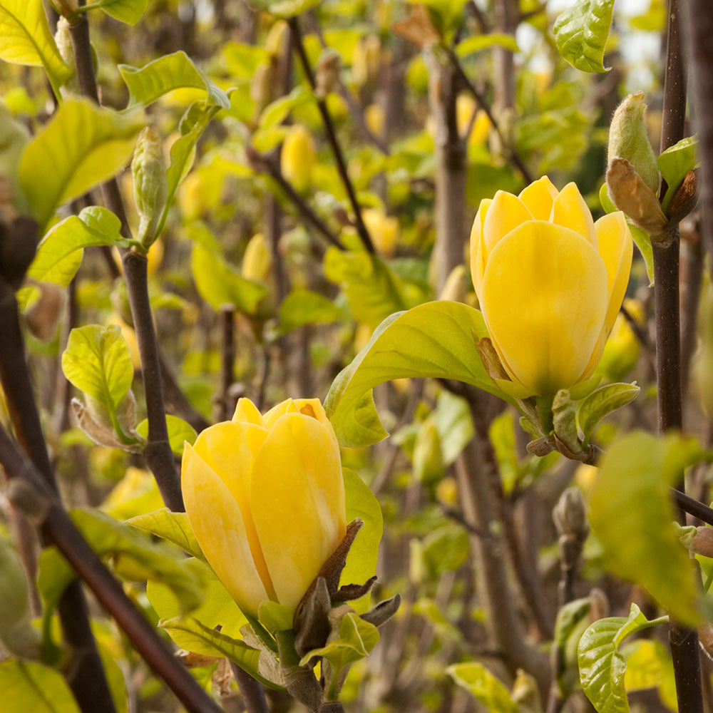 Yellow Bird Magnolia