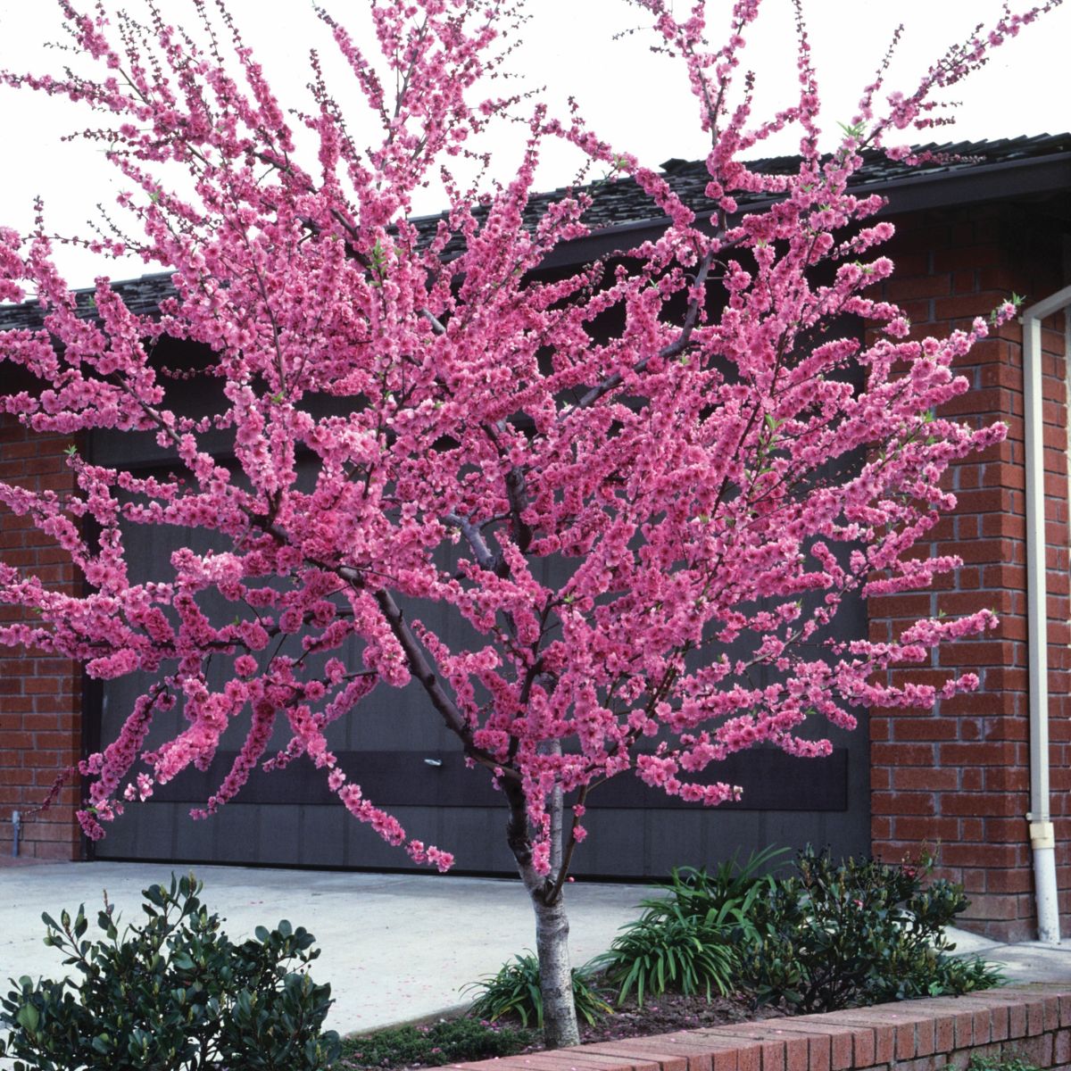 Frost Peach (Prunus persica) – 6 ft Tall -Semi-Dwarf