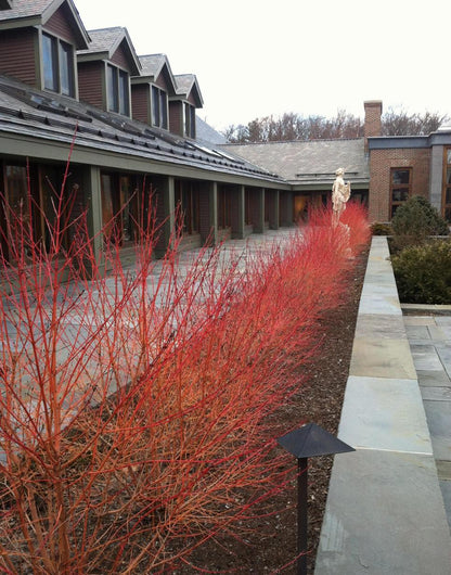 Bloodorange Twig Dogwood