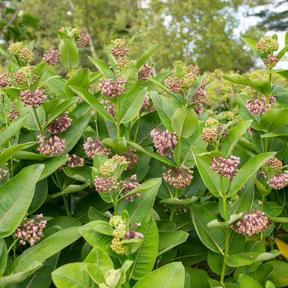 Common Milkweed Plant - Asclepias syriaca - 2" Plug