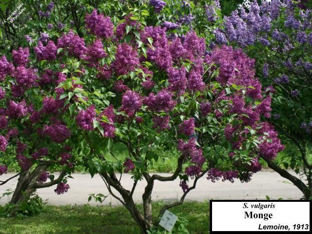 Monge Lilac