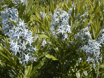 Eastern Bluestar - Starter Plant - Amsonia tabernaemontana