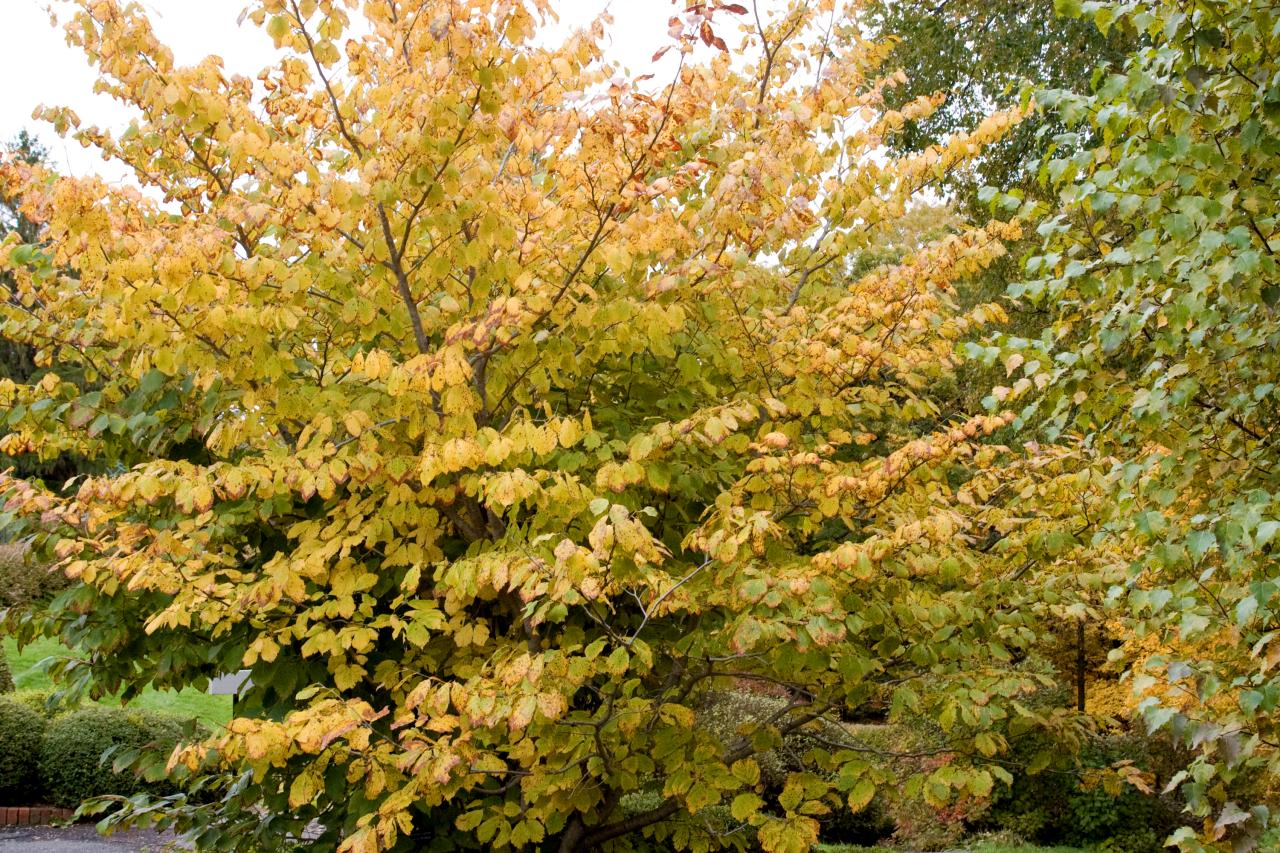 American Witch Hazel