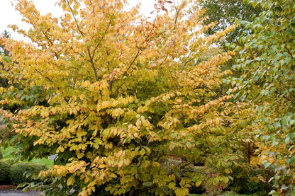 American Witch Hazel