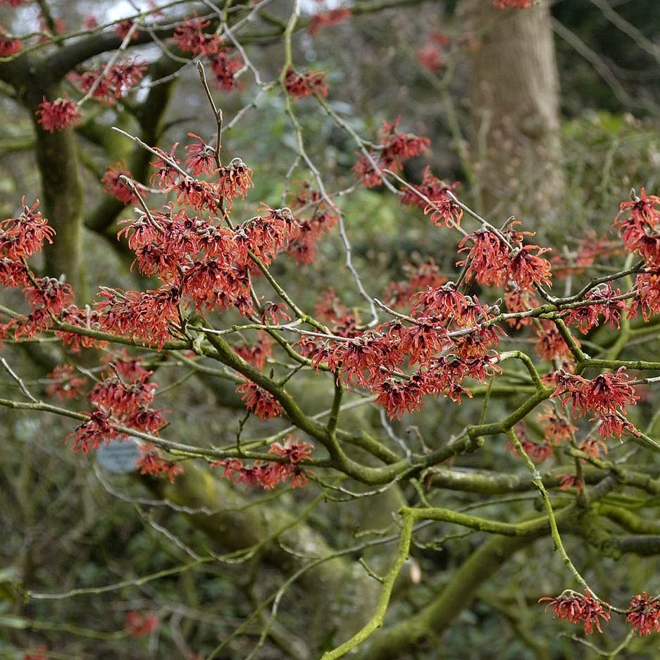 Diane Witch Hazel