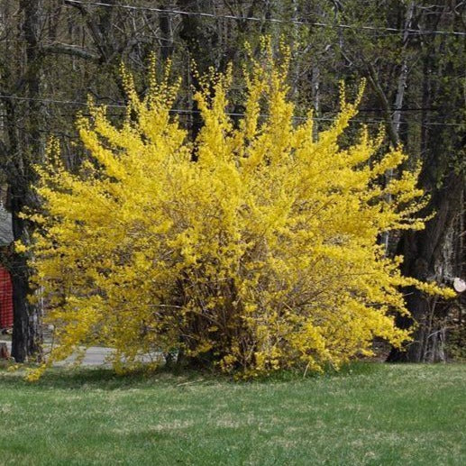 Lynnwood Gold Forsythia