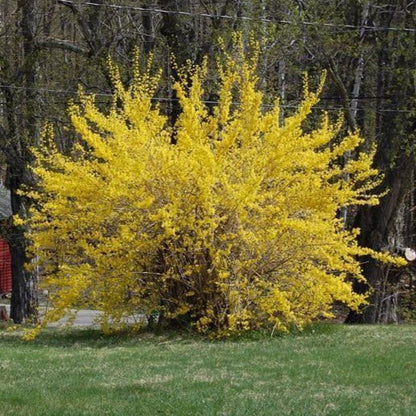 Lynnwood Gold Forsythia