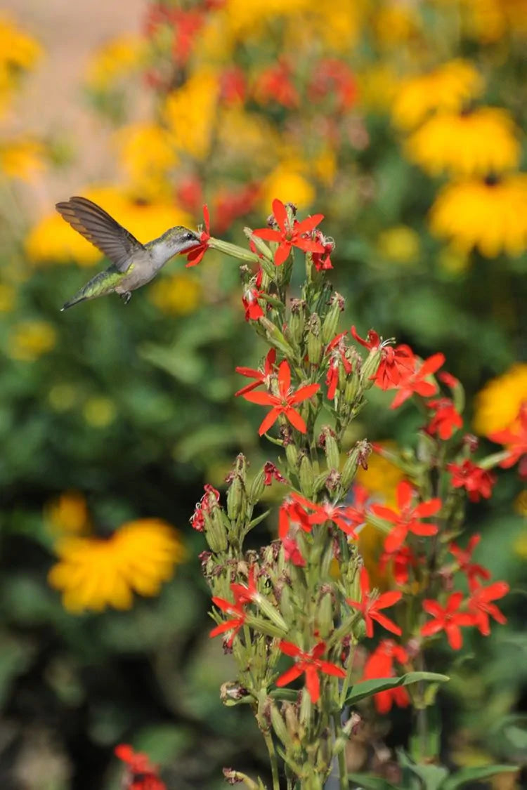 Royal Catchfly Plant - Silene regia - 2" Plug