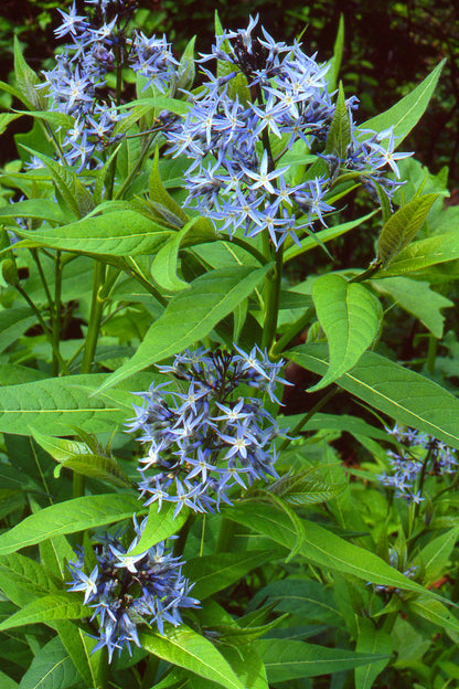 Eastern Bluestar Plant - Amsonia tabernaemontana  - 2" Plug