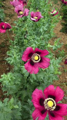 Large Lavender Organic Poppy - Starter Plant