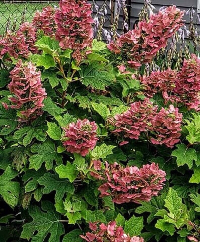 Ruby Slippers Oakleaf Hydrangea