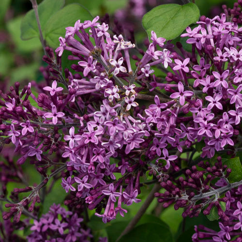 Bloomerang Dark Lilac