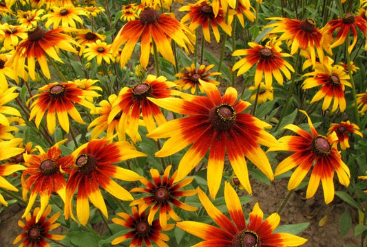 Gloriosa Daisy Plant - Rudbeckia Hirta - 2" Plug