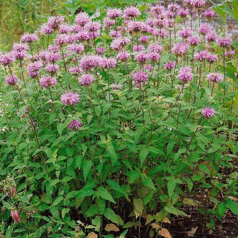Bradbury's Bee Balm Plant - Monarda bradburiana - 3.5" Pot