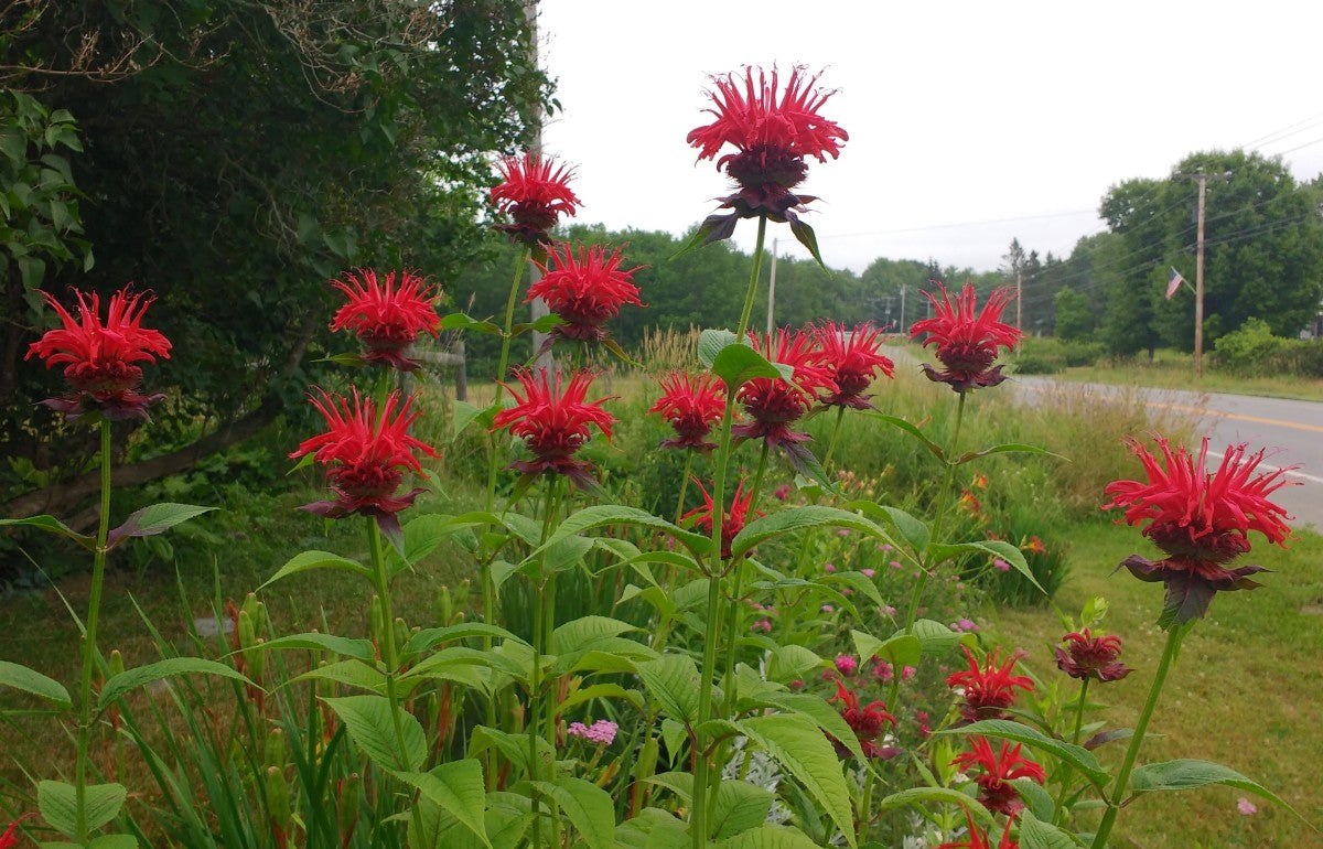 Red Bee Balm Native Plant - Monarda didyma - 2" Plug